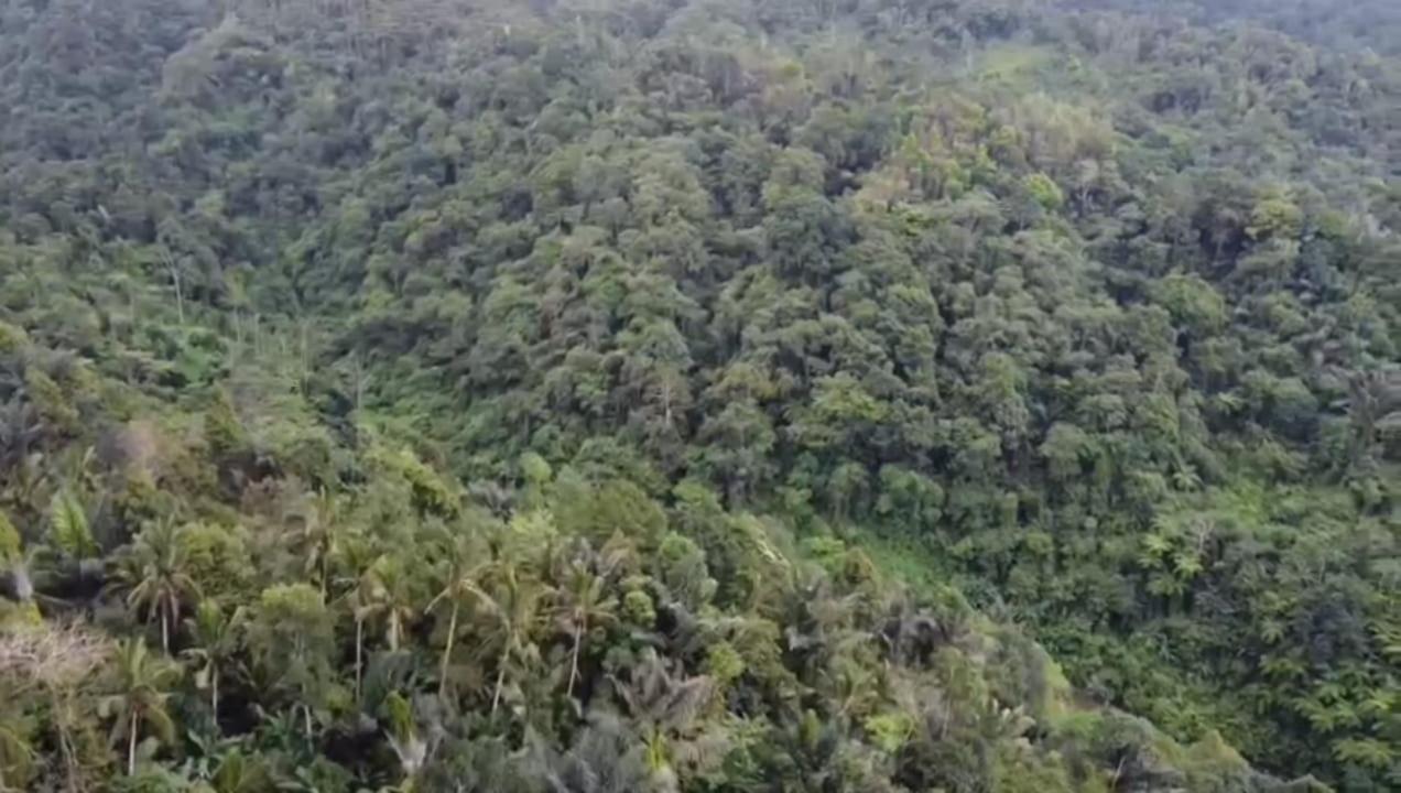 Bali Mountain Forest Cabin Penebel Екстериор снимка
