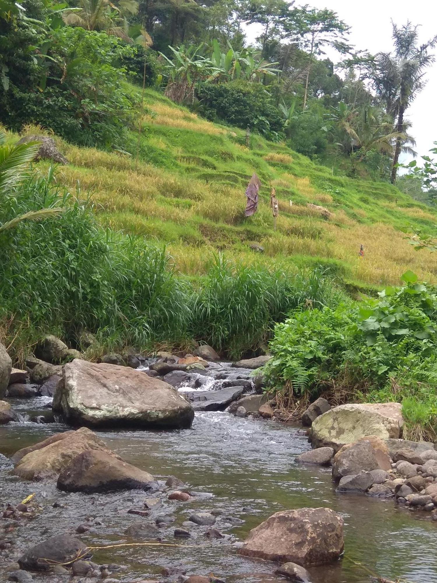 Bali Mountain Forest Cabin Penebel Стая снимка